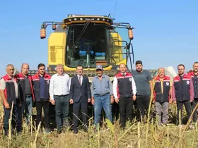 Pazar’da ayçiçeğinde 600 ton ürün bekleniyor
