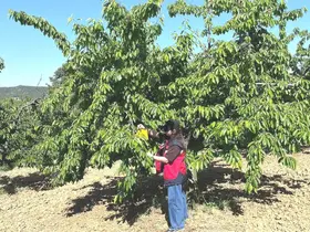 Pazarlar’da kiraz bahçelerinde hastalık ve zararlı kontrolleri sürüyor
