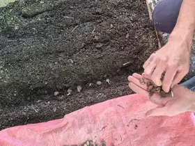 Pazarlar’da salep üretim alanında ekim kontrolü
