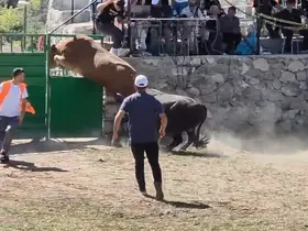 Rakibinden kaçan 600 kiloluk boğa olimpiyat sporcularına taş çıkardı
