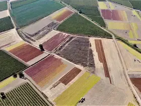 Rekolte arttı, gözler TMO’nun açıklayacağı fiyatta
