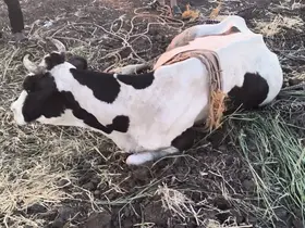 Reyhanlı’da  bataklığa düşen büyükbaş hayvan kurtarıldı
