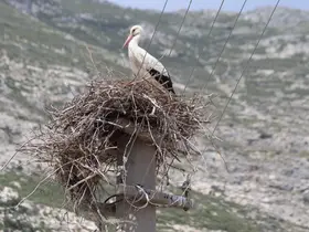 Riskli durumdaki leylek yuvası güvenli hale getirildi
