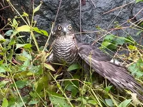 Rize’de atmacalar bıldırcın avında yarıştı

