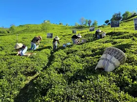 Rize’de çay sezonu karşılama programı düzenlendi
