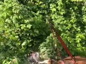 Rize’de dere yatağına düşen inek vinçle kurtarıldı
