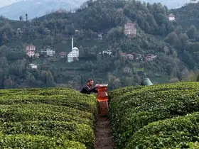 Rize’de dev çay bardağıyla yapılan çekim olay oldu: İzleyenler yapay zeka sandı
