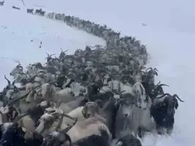 Rize’de kar nedeniyle Avusor Yaylası’nda mahsur kalan 500 küçükbaş hayvan kurtarıldı
