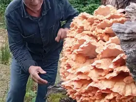 Rize’de ormanda gezintiye çıkan 3 arkadaş ağacın üzerinde kilolarca mantar buldu
