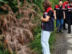 Rize’de tarım alanlarını istila eden Amerikan Beyaz Kelebeği için mücadele başladı

