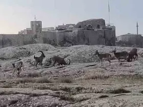 Sabah saatlerinde dağ keçileri sürü halinde ortaya çıktı

