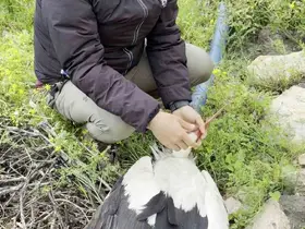Saçmaların hedefi olan leyleğe kuş gözlemcisinden ilk yardım
