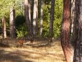 Safranbolu’da anne karaca ve yavruları görüntülendi
