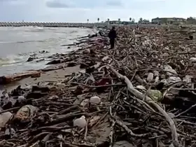 Sağanak sonrası Sakarya Nehri’nden sürüklenen dal ve çalılar sahile vurdu
