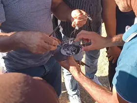 Şahin tuzağına yem amaçlı bağlanan güvercini vatandaşlar kurtardı
