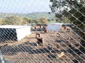 Sahiplendiği iki köpeği sokağa atan şahsa 172 bin TL ceza
