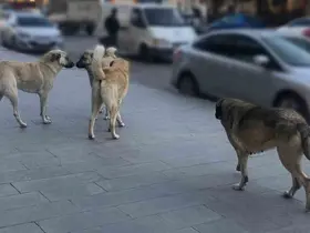 Sahipsiz hayvanlara yönelik denetim yapılacak
