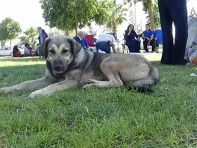 Sahipsiz köpekler Harran Üniversitesini mesken tuttu
