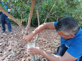 Sakız’dan farklı ürünler üretilmeye başlandı
