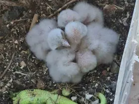 Saksıda yumurtlayan kerkenez 6. kattaki balkonu yaban hayatına çevirdi
