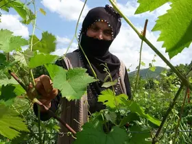 Salamura yaprak dondan etkilenmedi
