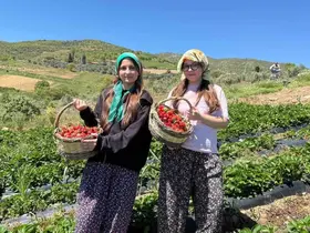 Salihli’de gönüllü gençler çilek hasadı yaptı
