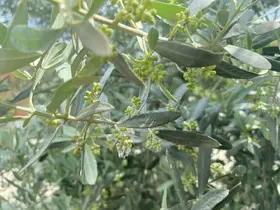 Salihli’de halkalı leke uyarısı
