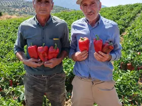 Salihli’de kapya biberde hasat zamanı
