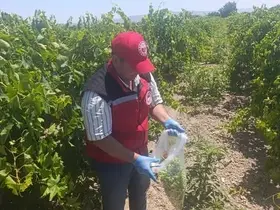 Salihli’de pestisit kalıntısına sıkı denetim
