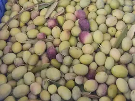 Salihli’de üreticiler zeytin sineğine karşı son kez uyarıldı
