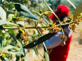 Salihli’de zeytin güvesi alarmı
