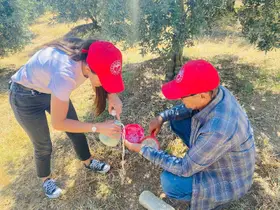 Salihli’de ‘zeytin sineği’ uyarısı
