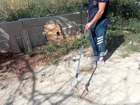 Samandağ’da yerleşim yerinde görülen yılan yakalanarak doğaya bırakıldı
