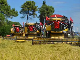 Samsun’da "1. Çeltik Hasat Günü"
