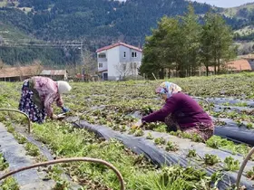 Samsun’da 14 bin 358 üreticiye destek
