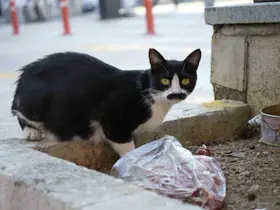 Samsun’da bıyıklarıyla ünlenen sokak kedisi: "Pala Remzi"
