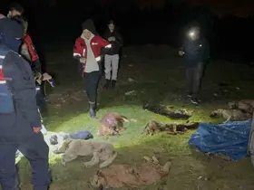 Samsun’da çöp konteynerinde 9 telef olmuş köpek bulundu
