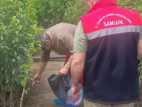 Samsun’da fidancılık işletmeleri mercek altında
