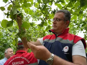 Samsun’da fındık rekolte tahmini çalışmaları tamamlandı
