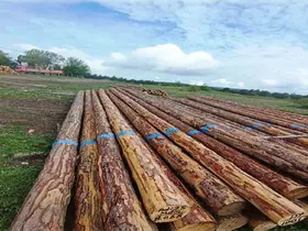 Samsun’da orman üretiminden 1,7 milyar TL katkı

