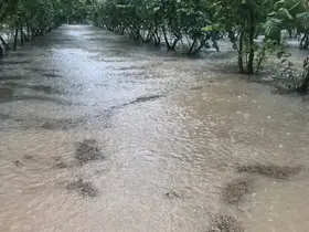 Samsun’da sağanak: Fındık bahçeleri göle döndü
