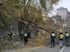 Samsun’da şiddetli rüzgar ağaçları devirdi
