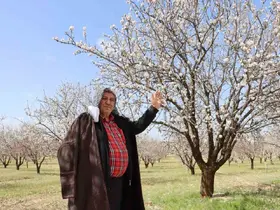 Şanlıurfa badem üretiminde Adıyaman ile yarışıyor
