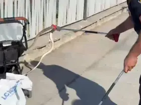Şanlıurfa’da ağaçtan bebek arabasına yılan düştü

