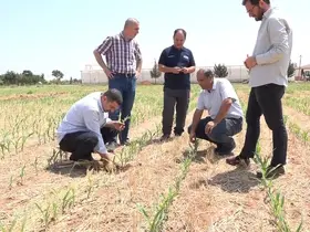 Şanlıurfa’da anız yakılmadan ekilen mısır ve pamukta yüksek verim
