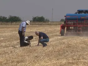 Şanlıurfa’da ’anız yakmadan üretim’ modeli yaygınlaşıyor: Toprak korunuyor çiftçi kazanıyor
