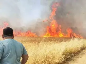 Şanlıurfa’da buğday tarlasında korkutan yangın

