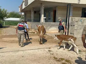 Şanlıurfa’da büyükbaş hayvan dolandırıcılığında 1 gözaltı
