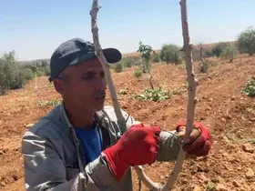Şanlıurfa’da fıstık aşılama dönemi başladı
