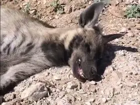 Şanlıurfa’da nesli tehdit altındaki çizgili sırtlan ölü bulundu
